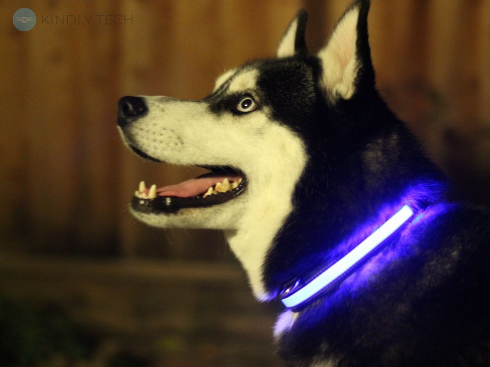 Светящийся ошейник для собак (3 режима) Glowing Dog Collar