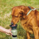 Портативная бутылка-поилка PET BOTTLE для собак 500 мл, Бежевая
